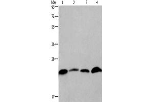 Western Blotting (WB) image for anti-CKLF-Like MARVEL Transmembrane Domain Containing 6 (CMTM6) antibody (ABIN2425938) (CMTM6 antibody)