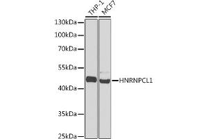 Western blot analysis of extracts of various cell lines, using HNRNPCL1 antibody  at 1:1000 dilution.