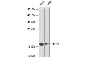 Western blot analysis of extracts of various cell lines using PIN1 Polyclonal Antibody at dilution of 1:1000. (PIN1 antibody)