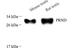 Western blot analysis of DPL (ABIN7075176),at dilution of 1: 1000 (PRND antibody)