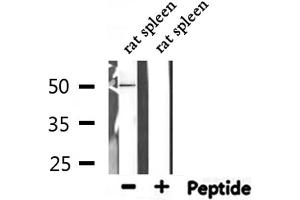 Western blot analysis of extracts from rat spleen, using CFH Antibody.