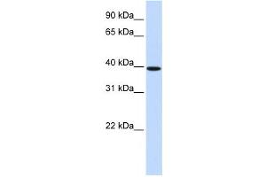 Western Blotting (WB) image for anti-Homeobox B3 (HOXB3) antibody (ABIN2460008)