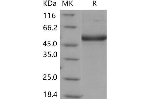 DCL1 Protein (Fc Tag)