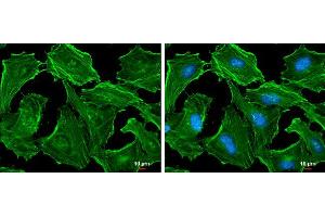 ICC/IF Image beta Actin antibody detects beta Actin protein at cytoskeleton by immunofluorescent analysis. (beta Actin antibody  (C-Term))