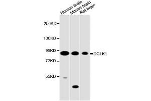 Western blot analysis of extracts of various cell lines, using DCLK1 antibody (ABIN5996561) at 1/2000 dilution. (DCLK1 antibody)