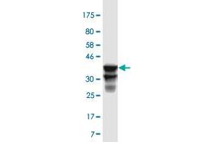 Western Blot detection against Immunogen (35. (TSSK2 antibody  (AA 265-358))