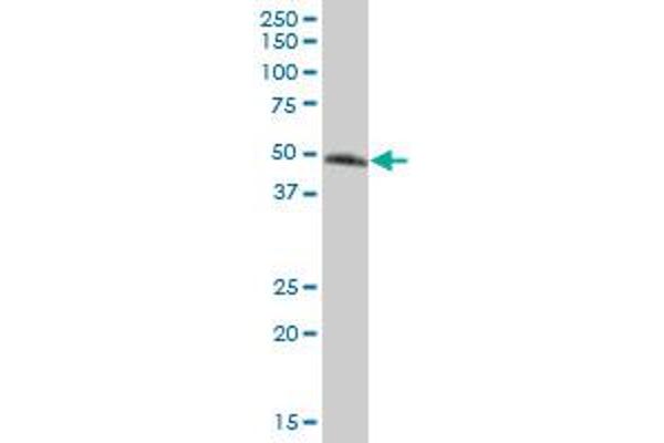 GPA33 antibody  (AA 1-319)