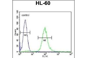 METTL10 Antibody (N-term) (ABIN655317 and ABIN2844895) flow cytometric analysis of HL-60 cells (right histogram) compared to a negative control cell (left histogram). (METTL10 antibody  (N-Term))
