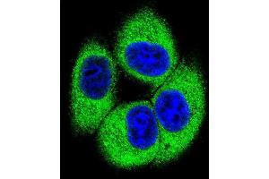 Confocal immunofluorescent analysis of TSSK4 Antibody (C-term) with 293 cell followed by Alexa Fluor 488-conjugated goat anti-rabbit lgG (green). (TSSK4 antibody  (C-Term))