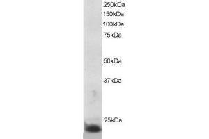 ABIN2560059 staining (5µg/ml) of MOLT-4 lysate (RIPA buffer, 30µg total protein per lane). (SOCS3 antibody  (C-Term))