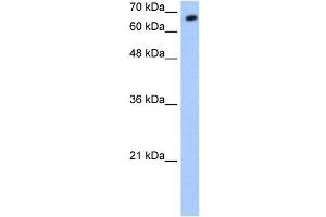 SYVN1 antibody used at 0. (SYVN1 antibody  (C-Term))