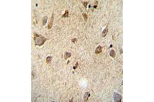 Immunohistochemical staining of formalin-fixed and paraffin-embedded human brain tissue reacted with RET monoclonal antibody  at 1:50-1:100 dilution. (Ret Proto-Oncogene antibody)