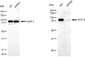 Western blotting analysis using STAT3 antibody (ABIN7800341).