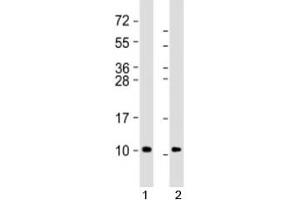 Western blot testing of 1) human brain lysate and 2) mouse brain lysate with GNG2 antibody at 1:8000. (GNG2 antibody  (AA 19-52))