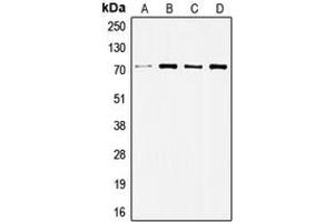 Western blot analysis of c-SRC expression in HeLa (A), HuvEc (B), Jurkat (C), COLO205 (D) whole cell lysates. (Src antibody  (C-Term))