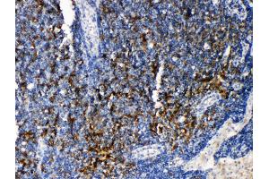 Anti-TRAF4 antibody, IHC(P) IHC(P): Rat Lymphonodus Tissue (TRAF4 antibody  (C-Term))
