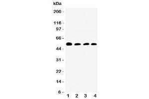 Western blot testing of Antithrombin III antibody and Lane 1:  rat testis (SERPINC1 antibody  (N-Term))