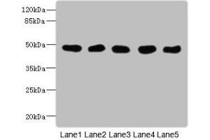 GCDH antibody  (AA 45-300)