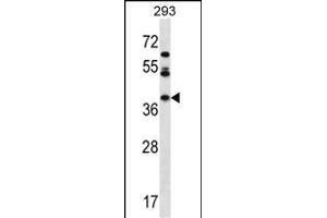 MIOX Antibody (N-term) (ABIN657153 and ABIN2846286) western blot analysis in 293 cell line lysates (35 μg/lane). (MIOX antibody  (N-Term))
