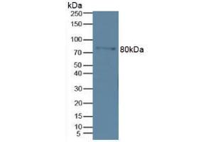 Western blot analysis of Mouse Marrow Tissue. (MMP 9 antibody  (AA 213-399))
