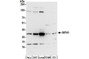 Western Blotting (WB) image for anti-Inositol(myo)-1(or 4)-Monophosphatase 1 (IMPA1) (AA 227-277) antibody (ABIN7450359)