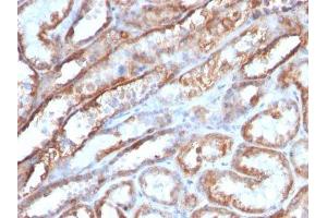 Image no. 1 for anti-Mitochondrial Marker antibody (ABIN6164016) (Mitochondrial Marker antibody)