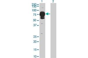 HAL antibody  (AA 558-658)