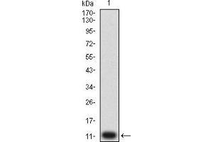 Western blot analysis using P2RY14 mAb against human P2RY14 (AA: extra mix) recombinant protein. (P2RY14 antibody)