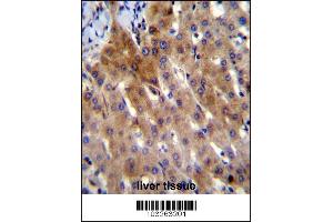 IL-27 Antibody immunohistochemistry analysis in formalin fixed and paraffin embedded human liver tissue followed by peroxidase conjugation of the secondary antibody and DAB staining. (IL-27 antibody  (AA 57-87))
