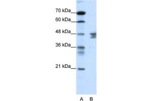 Western Blotting (WB) image for anti-Zinc Finger Protein 271 (ZNF271) antibody (ABIN2461217) (ZNF271 antibody)