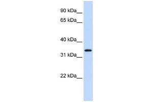 Western Blotting (WB) image for anti-Protein Kinase Protein SgK196 (SGK196) antibody (ABIN2459353) (SGK196 antibody)