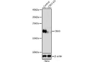 Western blot analysis of extracts from normal (control) and CBX3 knockout (KO) HeLa cells using CBX3 Polyclonal Antibody at dilution of 1:500. (CBX3 antibody)