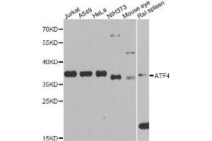 Western blot analysis of extracts of various cell lines, using ATF4 Antibody (ABIN5970035) at 1/1000 dilution. (ATF4 antibody)