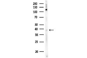 anti-Melanin-Concentrating Hormone Receptor 2 (MCHR2) (C-Term) antibody