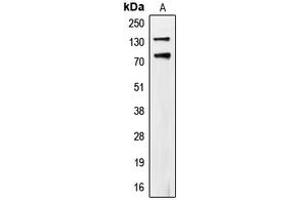 Western blot analysis of CD318 (pY707) expression in HeLa UV-treated (A) whole cell lysates. (CDCP1 antibody  (C-Term, pTyr707))