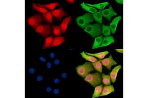 ABIN7095683 and ABIN7099745 staining Hela cells by IF/ICC. (CSDA antibody)