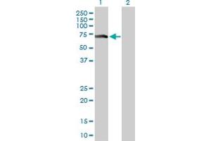 Western Blot analysis of ZNF18 expression in transfected 293T cell line by ZNF18 MaxPab polyclonal antibody. (ZNF18 antibody  (AA 1-549))