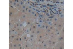 IHC-P analysis of Kidney tissue, with DAB staining. (BIRC2 antibody  (AA 344-593))