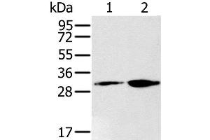 Western Blot analysis of 293T and K562 cell using RNLS Polyclonal Antibody at dilution of 1:200 (RNLS antibody)