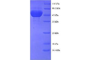 SDS-PAGE (SDS) image for Peroxiredoxin 1 (PRDX1) (AA 1-199), (full length) protein (GST tag) (ABIN7479180)