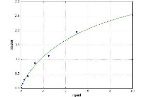 Cysteine-S-conjugate beta-Lyase (CCBL1) ELISA Kit