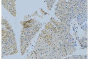 ABIN6276913 at 1/100 staining Human pancreas tissue by IHC-P.