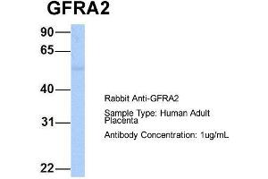Host: Rabbit  Target Name: GFRA2  Sample Tissue: Human Adult Placenta  Antibody Dilution: 1. (GFRA2 antibody  (C-Term))