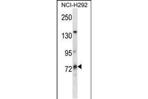 Western blot analysis in NCI-H292 cell line lysates (35ug/lane). (MUM1L1 antibody  (AA 185-213))