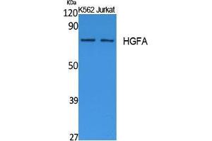 Western Blotting (WB) image for anti-Hepatocyte Growth Factor Activator (HGFA) (C-Term) antibody (ABIN3178102) (HGFA antibody  (C-Term))