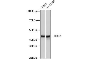 Western blot analysis of extracts of various cell lines, using DDB2 Rabbit mAb (ABIN7266674) at 1:1000 dilution. (DDB2 antibody)