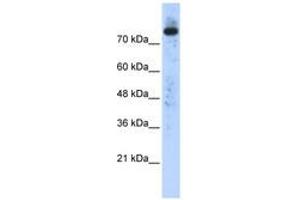 Image no. 1 for anti-Phospholipase D2 (PLD2) (N-Term) antibody (ABIN6740534) (Phospholipase D2 antibody  (N-Term))