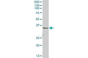 ROM1 MaxPab polyclonal antibody. (ROM1 antibody  (AA 1-351))