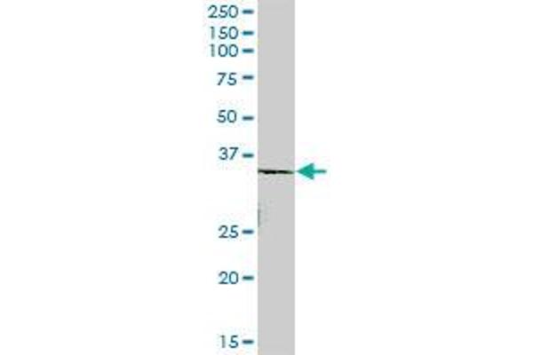 ROM1 antibody  (AA 1-351)