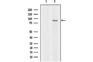 anti-Kinesin Family Member 3A (KIF3A) (C-Term) antibody